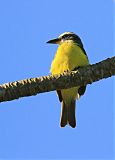 Boat-billed Flycatcher